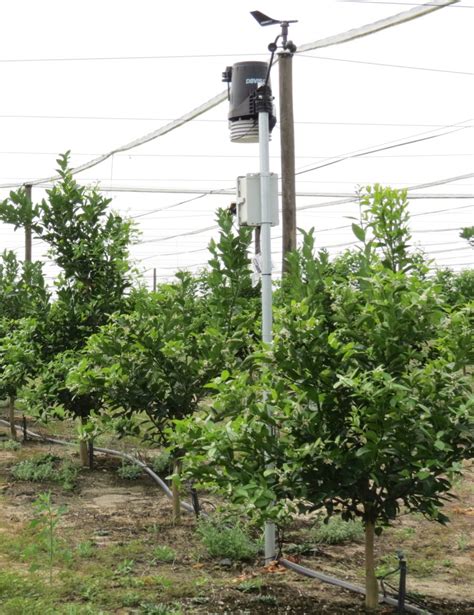 soil sensors for citrus groves